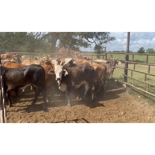 60 F1 Braford - Bred Heifers